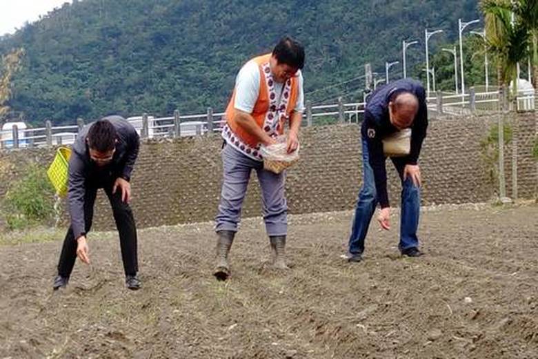 整閤土地復耕部落傳統作物小米紅藜 鼓勵青年返鄉創業