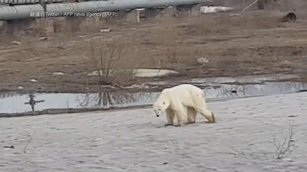 北極熊找食物 走1500公里餓倒俄國街頭