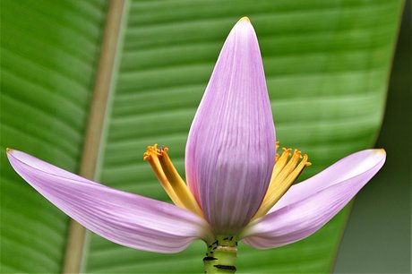 香蕉花能預防中風及高血壓 營養師專業解答破除謠言 新唐人亞太電視台