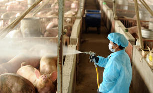 台灣防堵非洲豬瘟，農委會主委陳吉仲表示，養豬場一場都不能淪陷。資料照（圖／GettyImages）