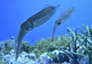 鎖管人工繁殖獲得突破 ，澎湖海洋物種更進化。（圖／GettyImages）