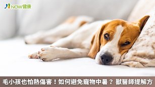 犬隻體溫高於人體1至2度，且無法以皮膚來調控體溫，僅能靠腳掌及吐舌頭來降溫，如果沒有喝水，又處於高溫環境下，中暑風險偏高。（圖／NOW健康製作；圖片來源／ingimage）