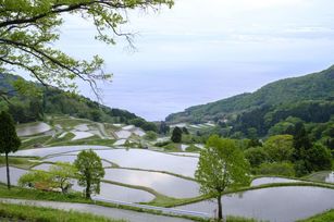 日本新潟縣及長野縣知事著眼即將來臨的秋冬旅遊旺季，已向日本政府表達早日解禁外國旅客自由行的看法。圖為新潟縣佐渡島。（圖／GettyImages）