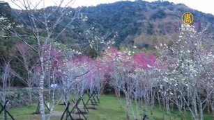 迷糊步道粉紅色的琉球緋寒櫻（山櫻花）和福爾摩沙櫻(白花山櫻)，紅白相間綻放林間，呈現一片浪漫美景。（蘇家弘提供）