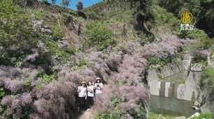 雲林草嶺麝香木花盛開 粉紫花海繽紛浪漫