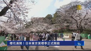 櫻花滿開！日本東京賞櫻季正式開啟