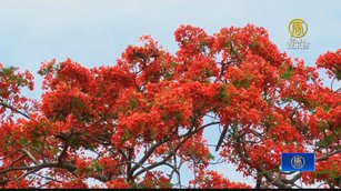 季節限定！ 初夏鳳凰木紅花怒放.絢麗奪目