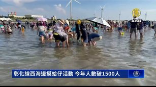 彰化線西海邊摸蛤仔活動 今年人數破1500人