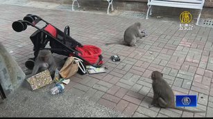 獼猴翻垃圾釀髒亂 壽山動物園添購「防熊垃圾桶」