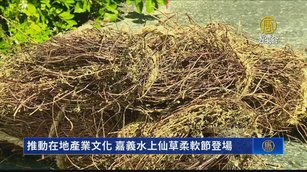 推動在地產業文化 嘉義水上仙草柔軟節登場