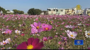 打造8公頃花海 彰化市花海節20日登場