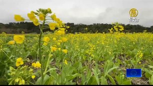 池上伯朗大道油菜花綻放 金黃花毯吸引遊客