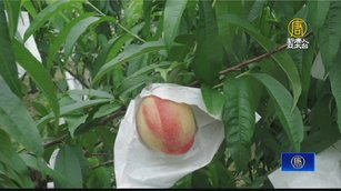 果農克服困難栽種 那瑪夏水蜜桃搶鮮上市