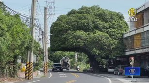 向花椰菜造型說再見 彰化「安全帽樹」回來了