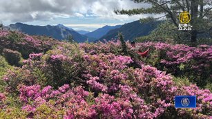 初夏挑戰合歡北峰 遇紅毛杜鵑盛開