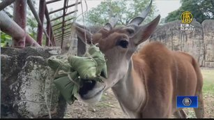 慶端午！壽山動物園動物們吃特製粽 反應不一