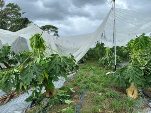 連日的豪雨導致木瓜園大面積的破損倒塌。（番路鄉農會提供）